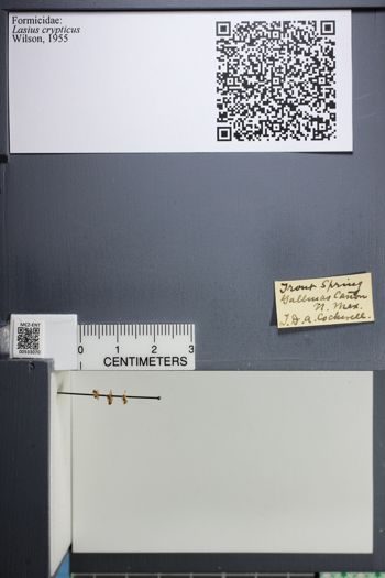 Media type: image;   Entomology 533070